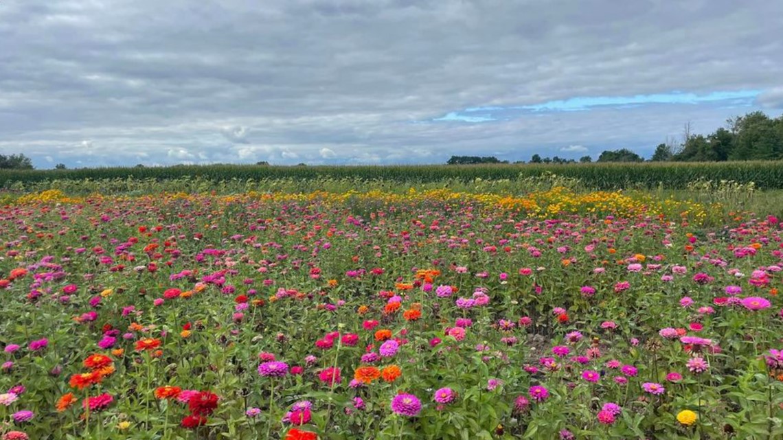 U-Pick Flowers SEPT. 8 Tickets | Tres Pinos Valley Farm