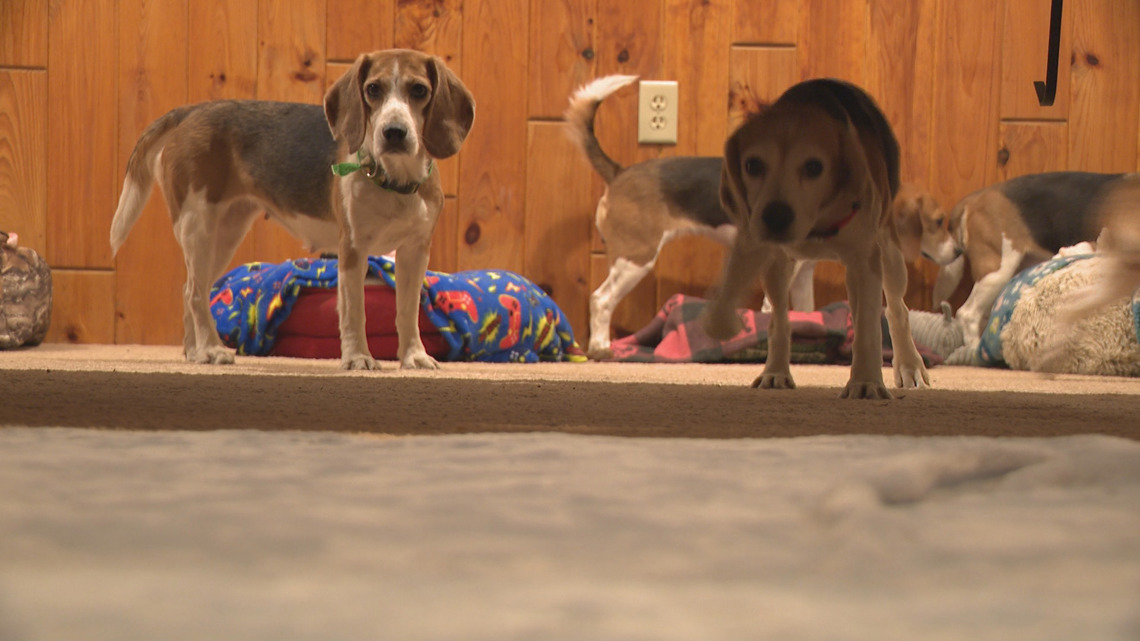 Beagles rescued from Wisconsin testing facility start new life at New York sanctuary