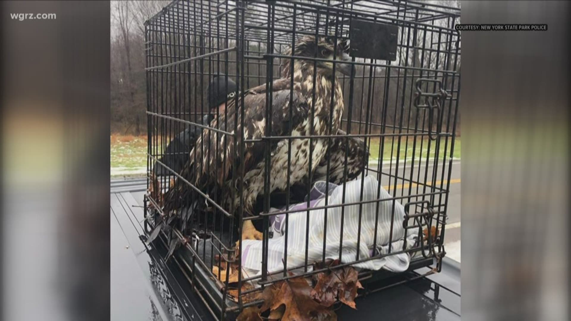 A person observed the Bald Eagle with what appeared to be a wing injury near the end of the gorge.
