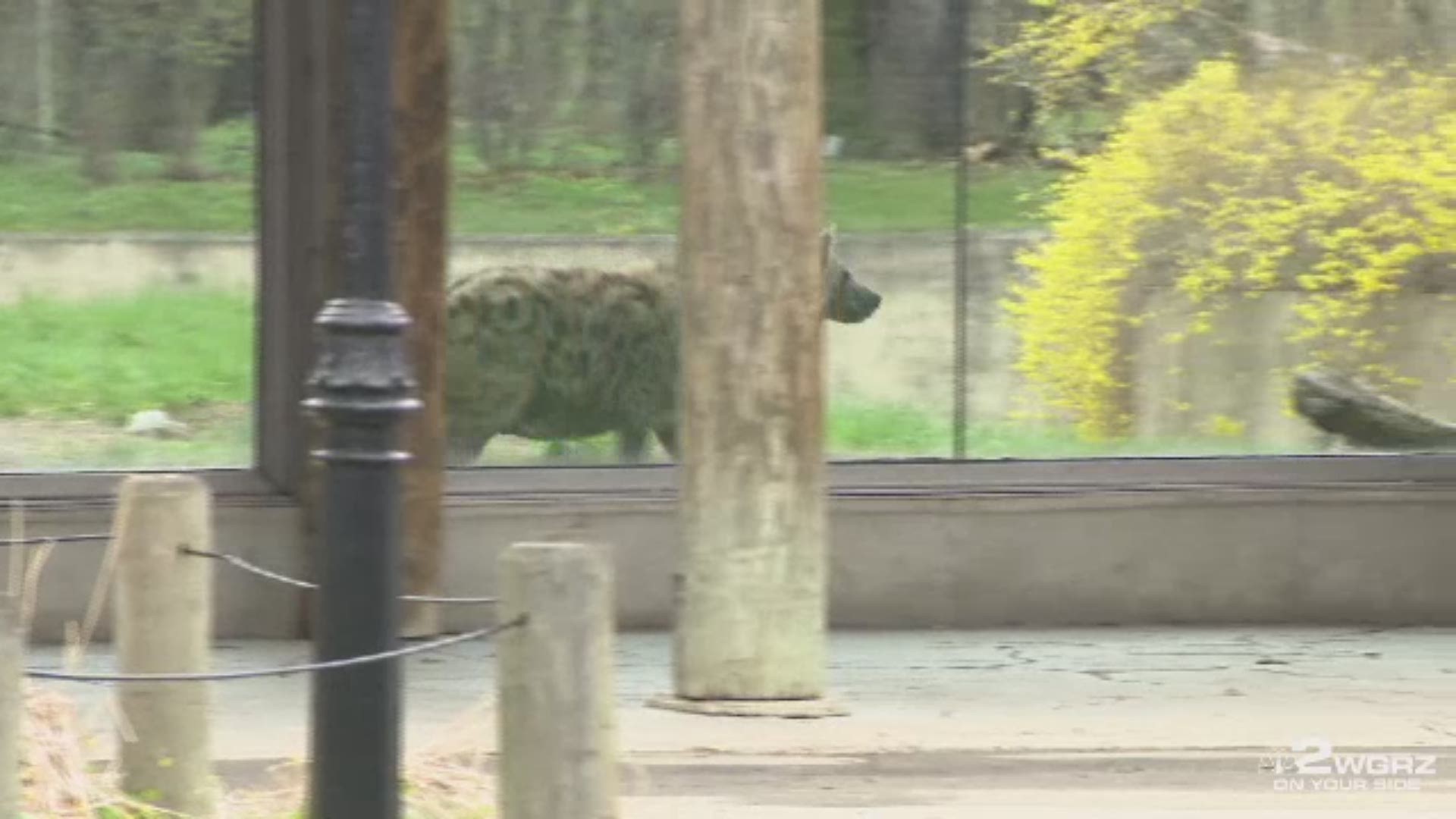 Just like people, all of the animals at the Buffalo Zoo need an annual physical. Grungie, a nearly 20-year-old spotted hyena at the Buffalo Zoo recently got his.