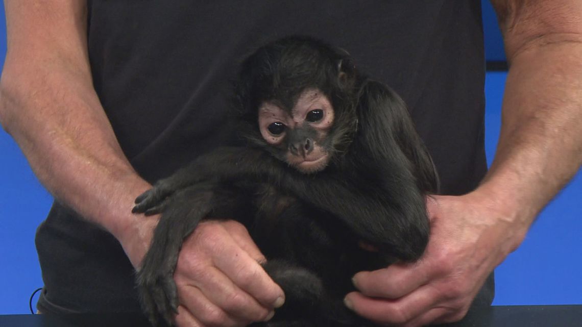 NYSDEC: Illegal monkey kept as pet on Grand Island