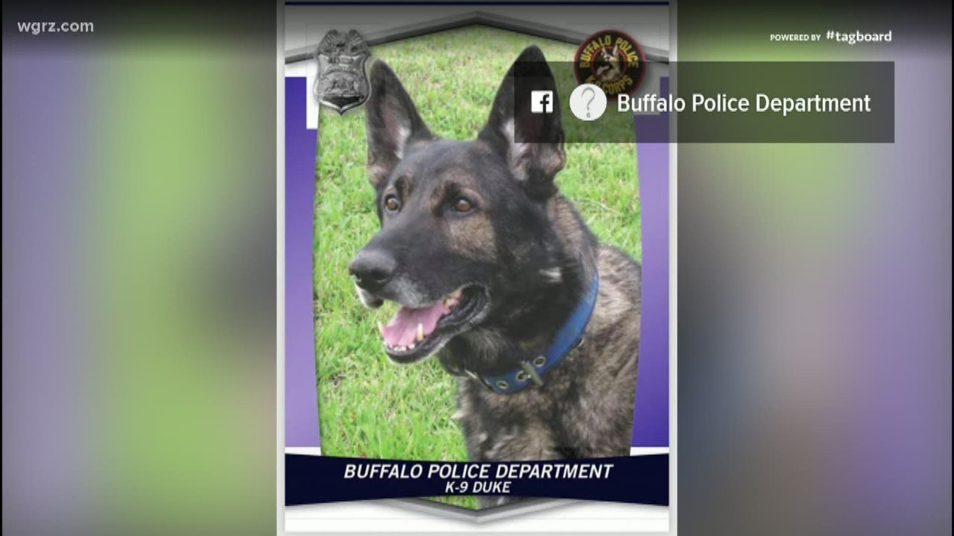 They announced this morning that retired Buffalo K-9 Duke died yesterday...