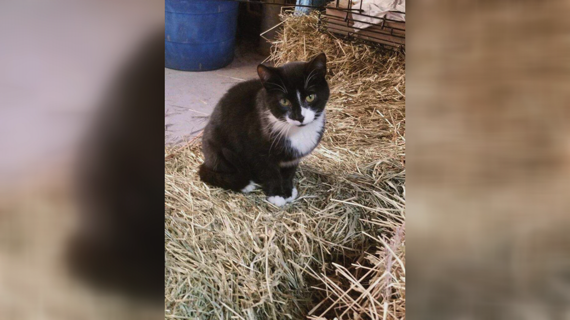 WNY cats get a second chance through Blue Collar Working Cat Program