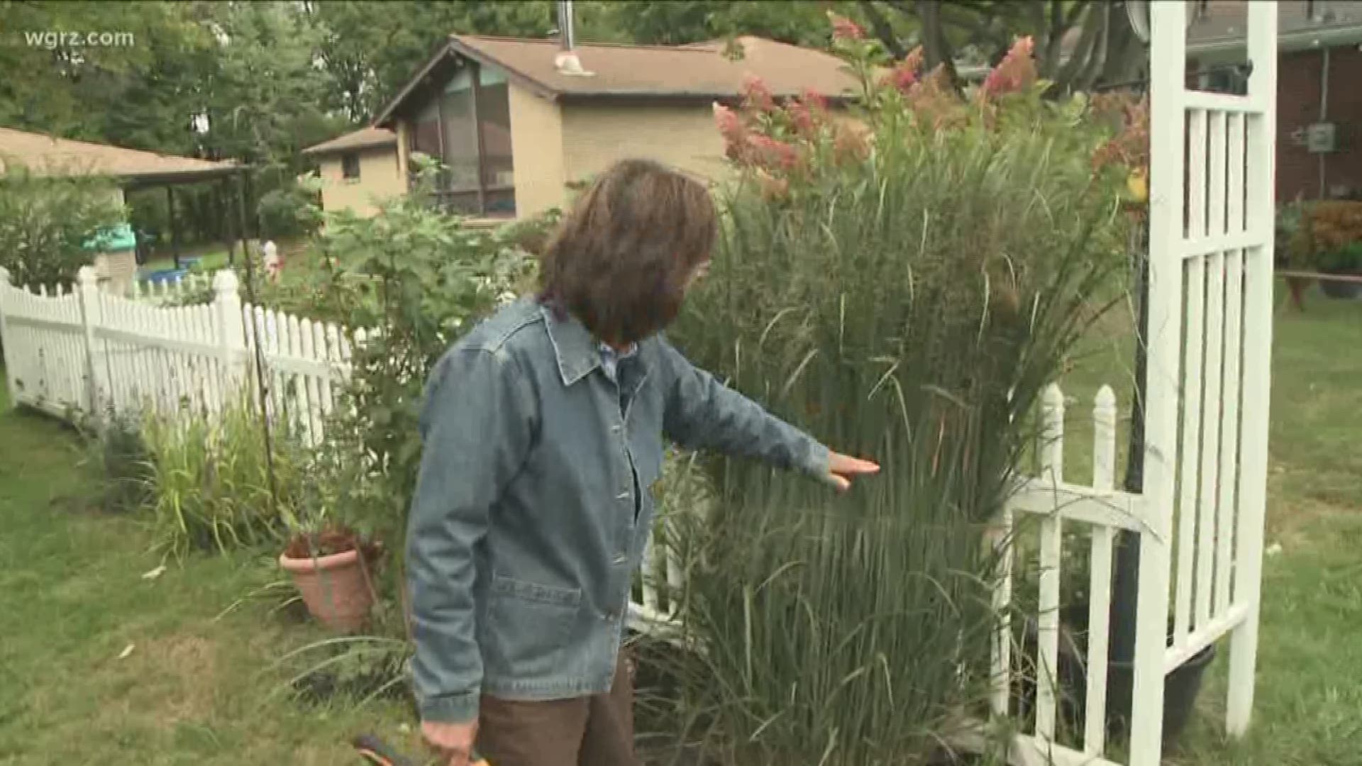 Jackie Albarella shares some tips on what to do with your ornamental grasses before winter comes.