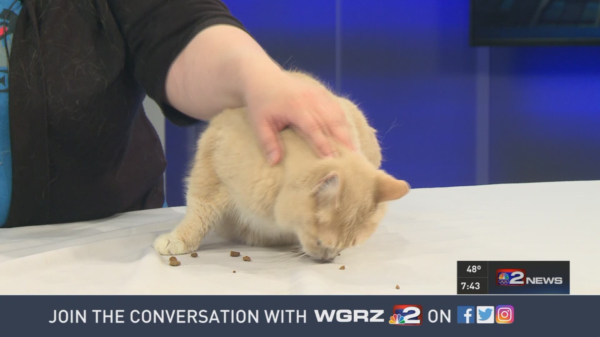 Chase the cat is an orange cat up for adoption from Buffalo CARES.