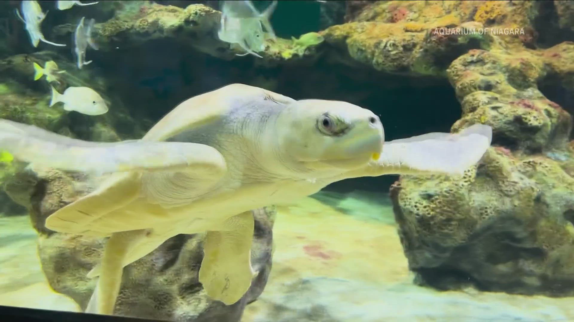 Squirt is a Kemp Ridley sea turtle and joins the Aquarium of Niagara for a new long-term care stay.