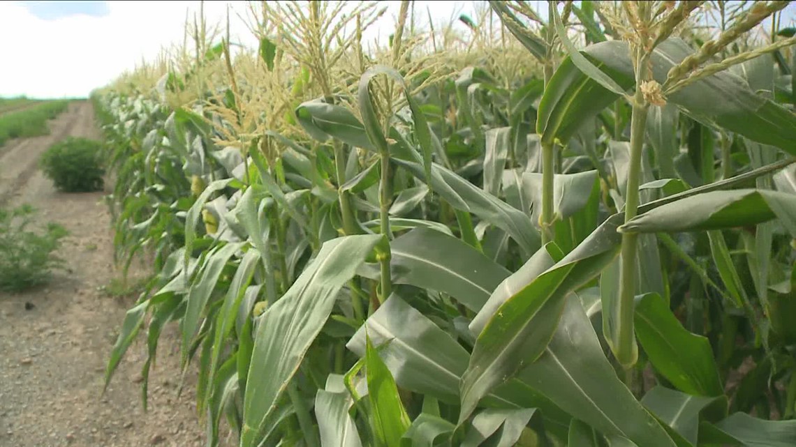 Drought concerns intensify across WNY - Vimarsana News