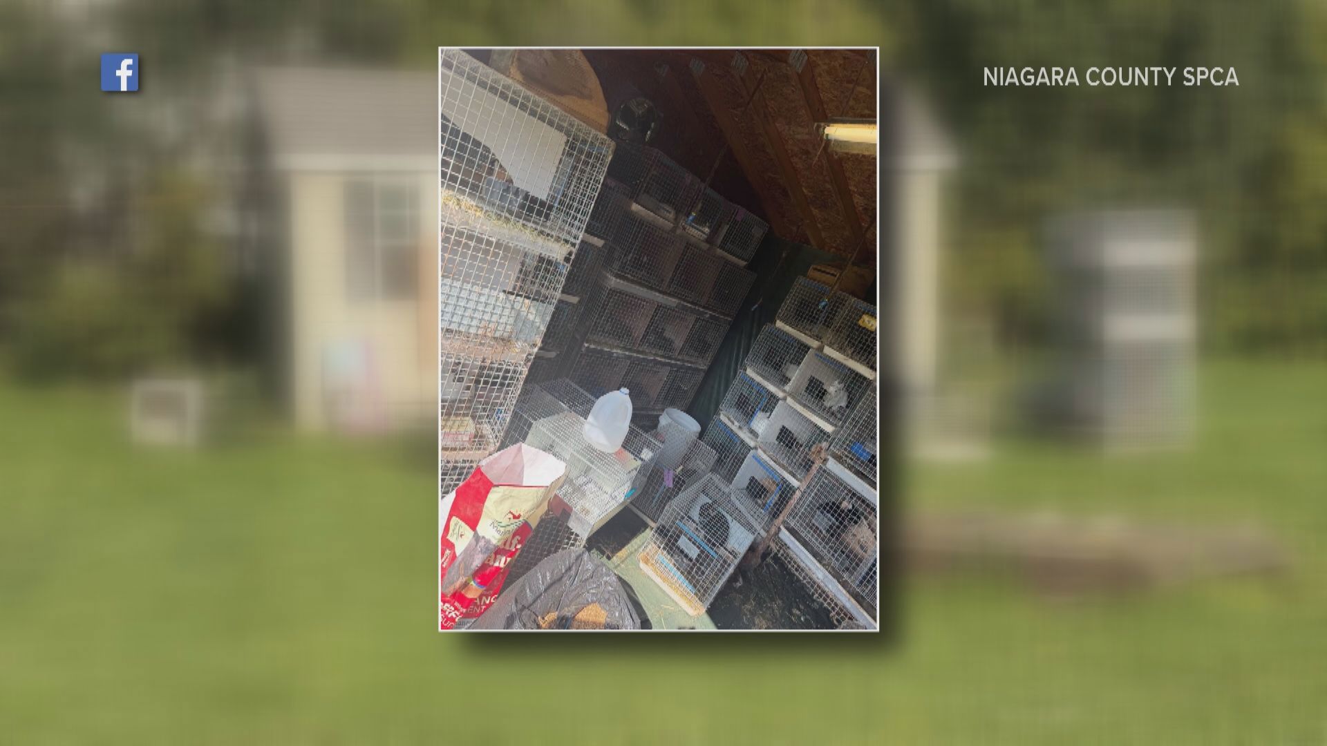 SPCA provides update after rescuing more than 100 rabbits from overcrowded shed