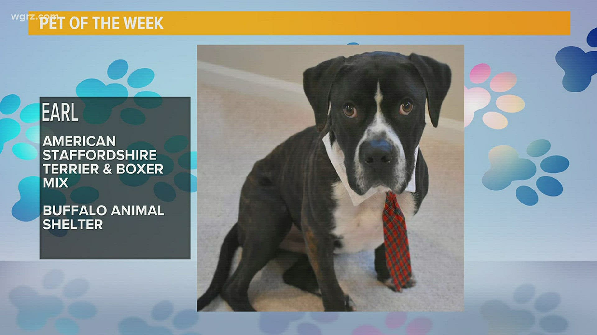 Meet Earl! This handsome boy is a lovable couch potato! Sound up your alley? Well he's also looking for a forever home.