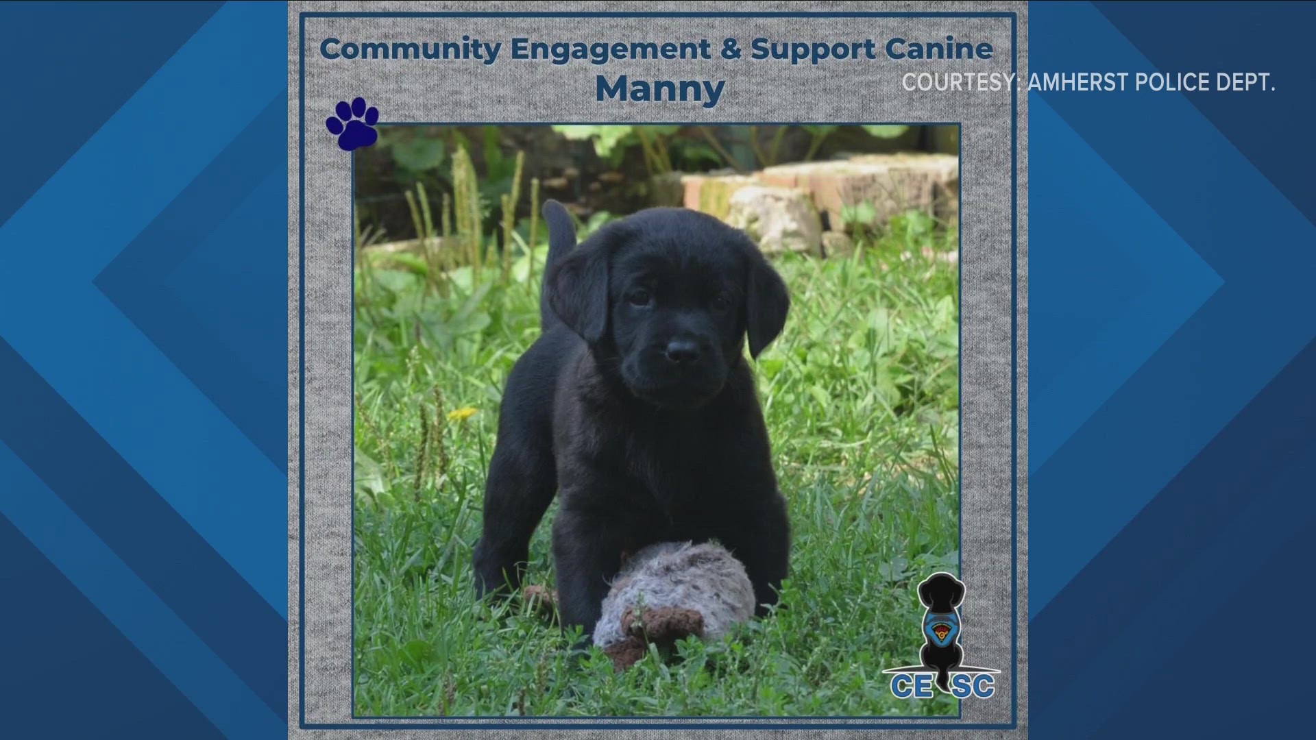 MANNY IS A 12-WEEK-OLD LABRADOR RETRIEVER WHO WILL SERVE AS THEIR COMMUNITY ENGAGEMENT AND SUPPORT CANIINE.