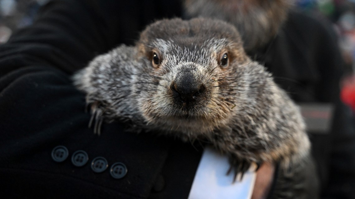 Don't like Phil's forecast? Check out these rodents - Vimarsana News