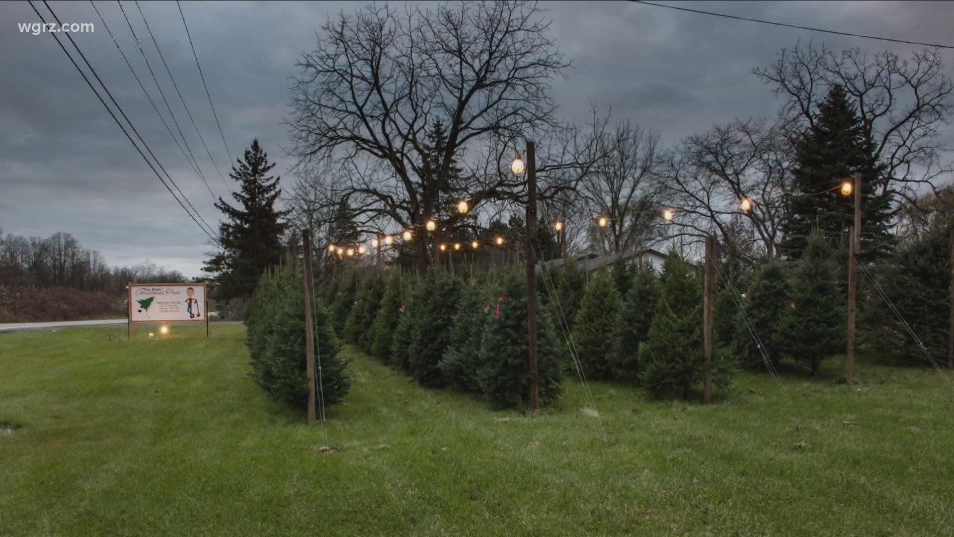 Higher demand for real Christmas trees