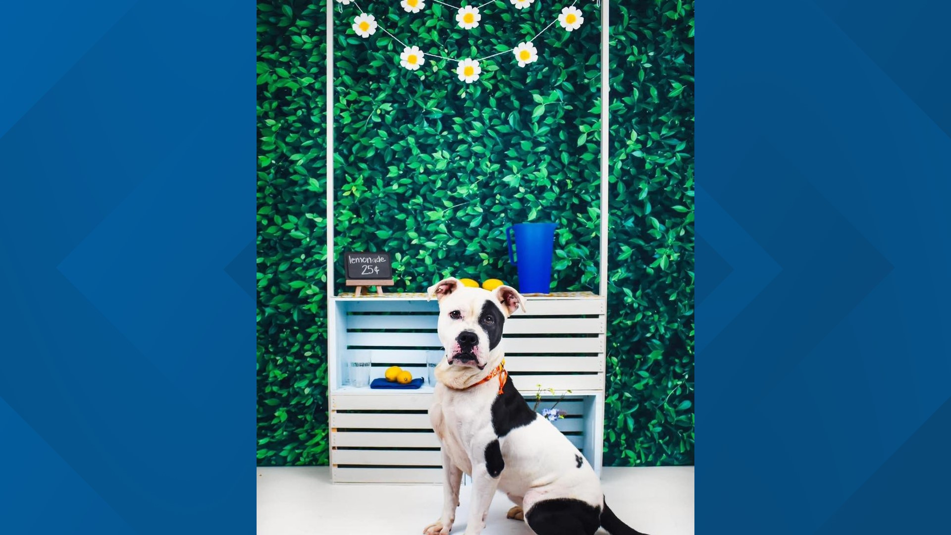 City of buffalo animal shelter celebrates dogs who reach 100 days in