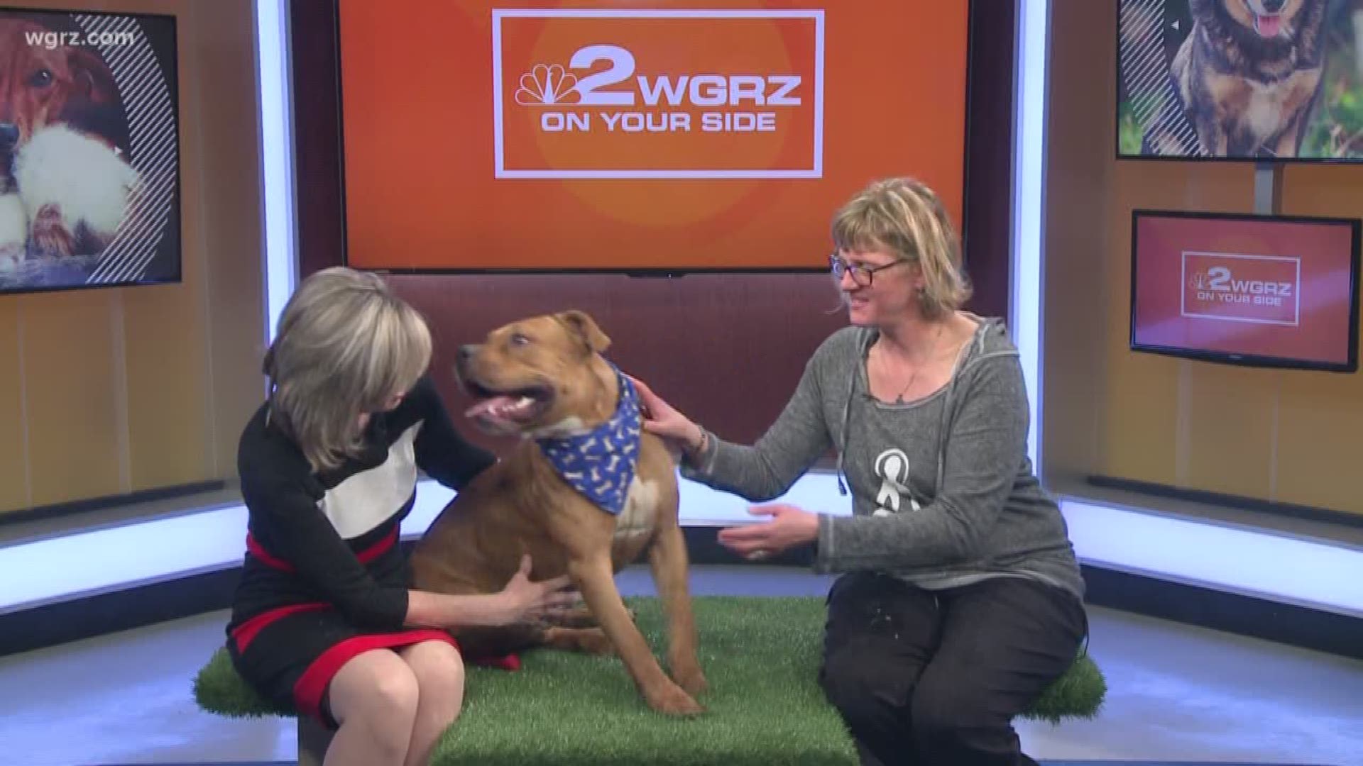 Beans is full of energy and up for adoption from the Buffalo Animal Shelter.