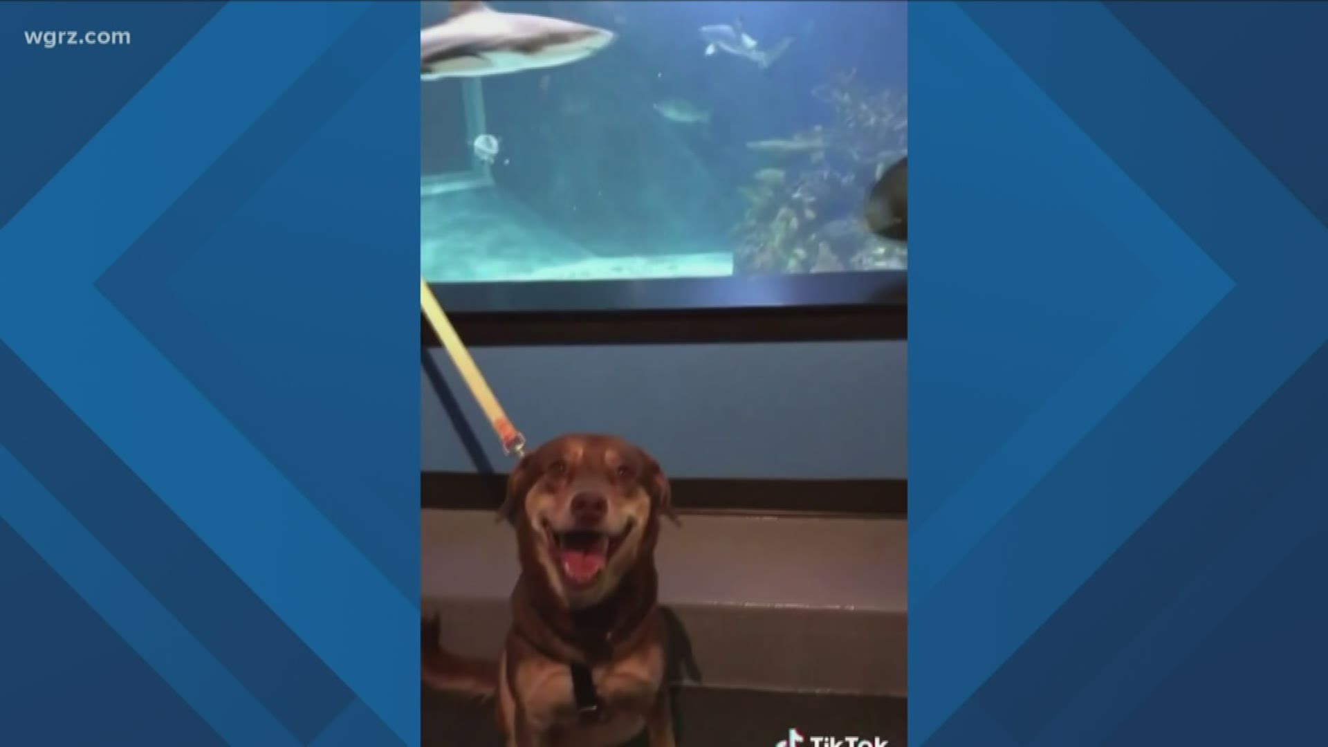 The aquarium invited Abby, a 5-year-old Siberian husky mix, and Daphne, a 2-year-old shepherd mix, to tour the aquarium and check out the marine life.