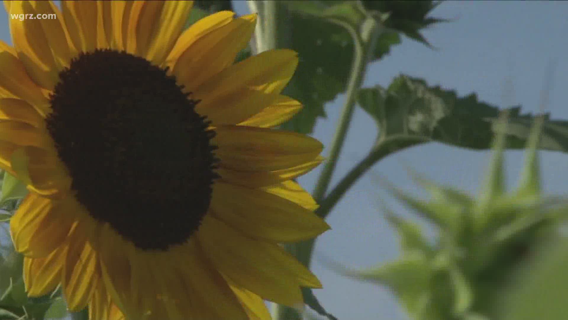 Sunflowers of Sanborn opens this Saturday