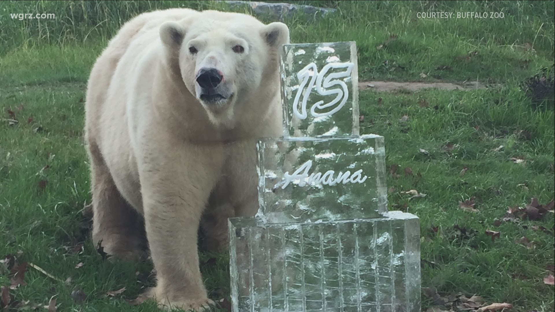 Detroit Zoo officials say the 20-year-old polar bear was killed when 16-year-old male polar bear Nuka was attempting to breed her.