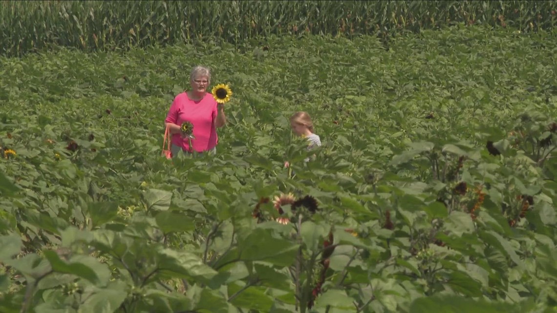 Sunflowers of Sanborn Now Open