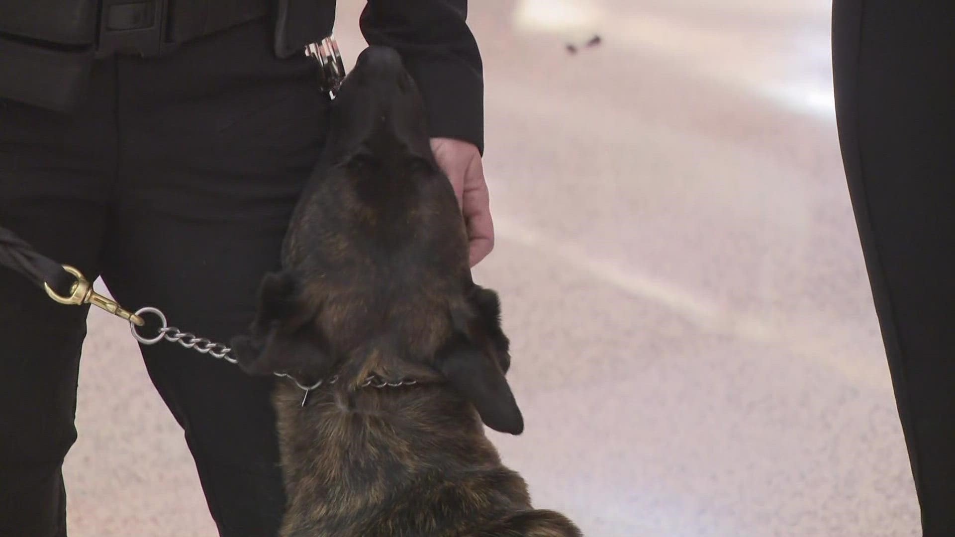 NFTA K-9's looking forward to second Super Bowl appearance pt 1