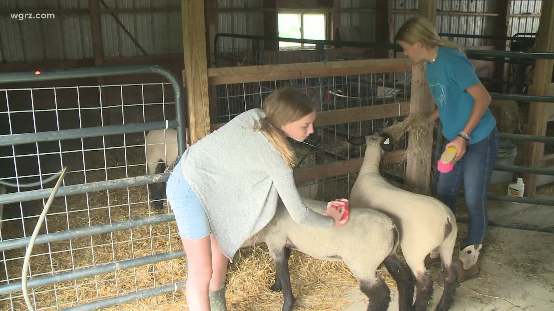 We recently learned that the Erie County Fair would officially be returning this summer, but for 4-H members, the work started long before that announcement.