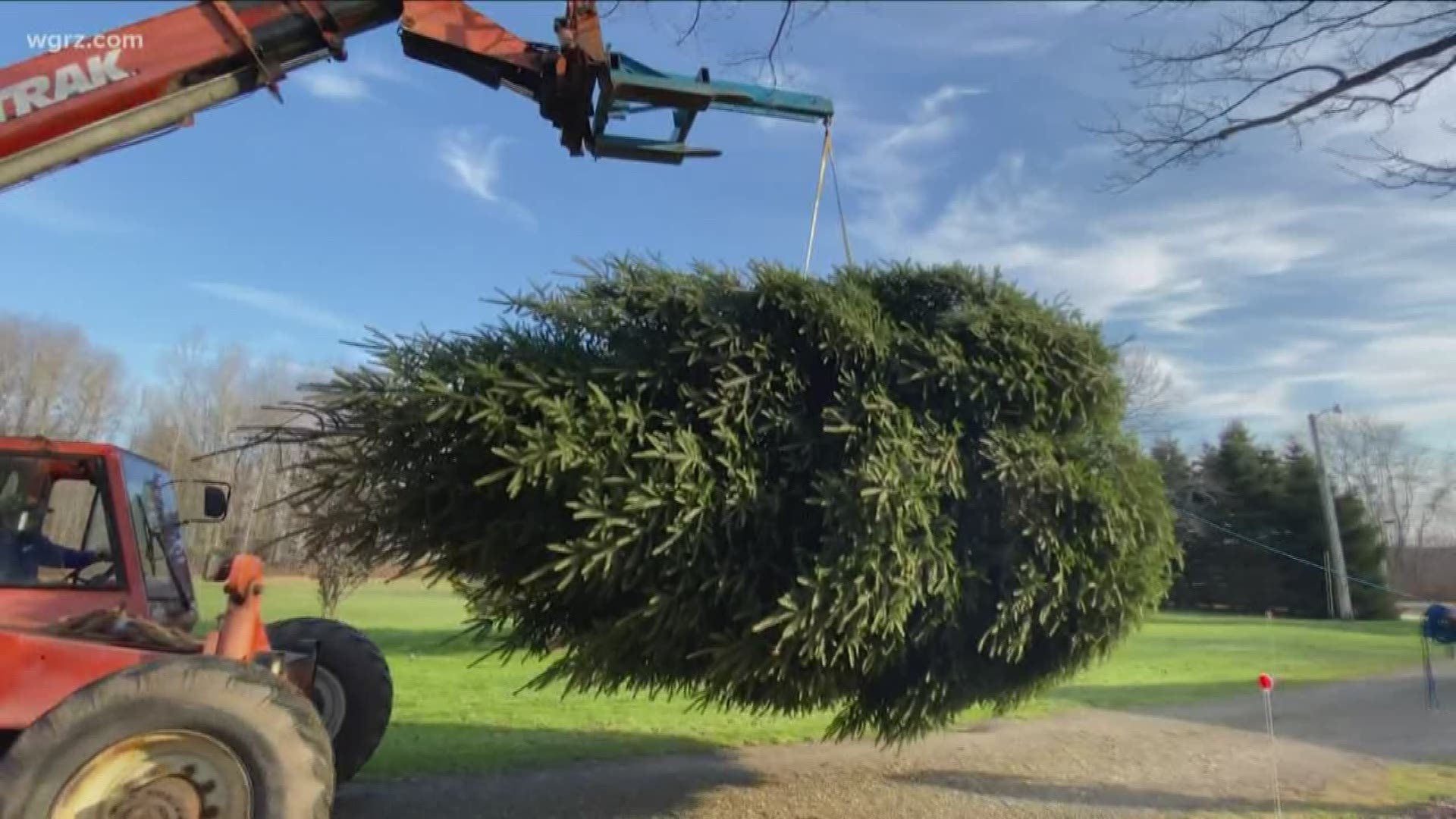 It's a 25 foot Spruce Tree from Westefield at the Roswell annual event. Barb and Jerry Kittle donated it in honor of a friend who is battling cancer.