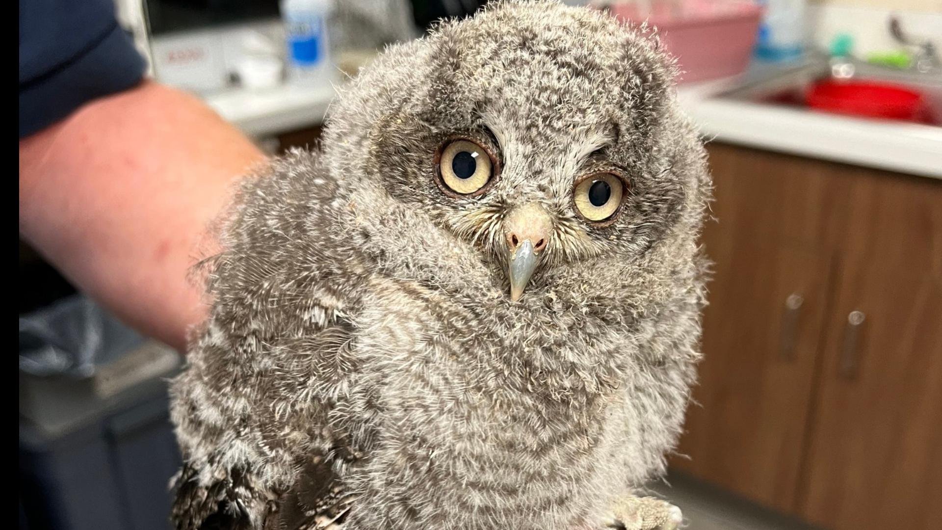 A baby screech owl was found outside a home in Cheektowaga.