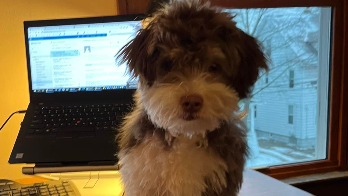 Reward offered for puppy taken with stolen vehicle - Vimarsana News