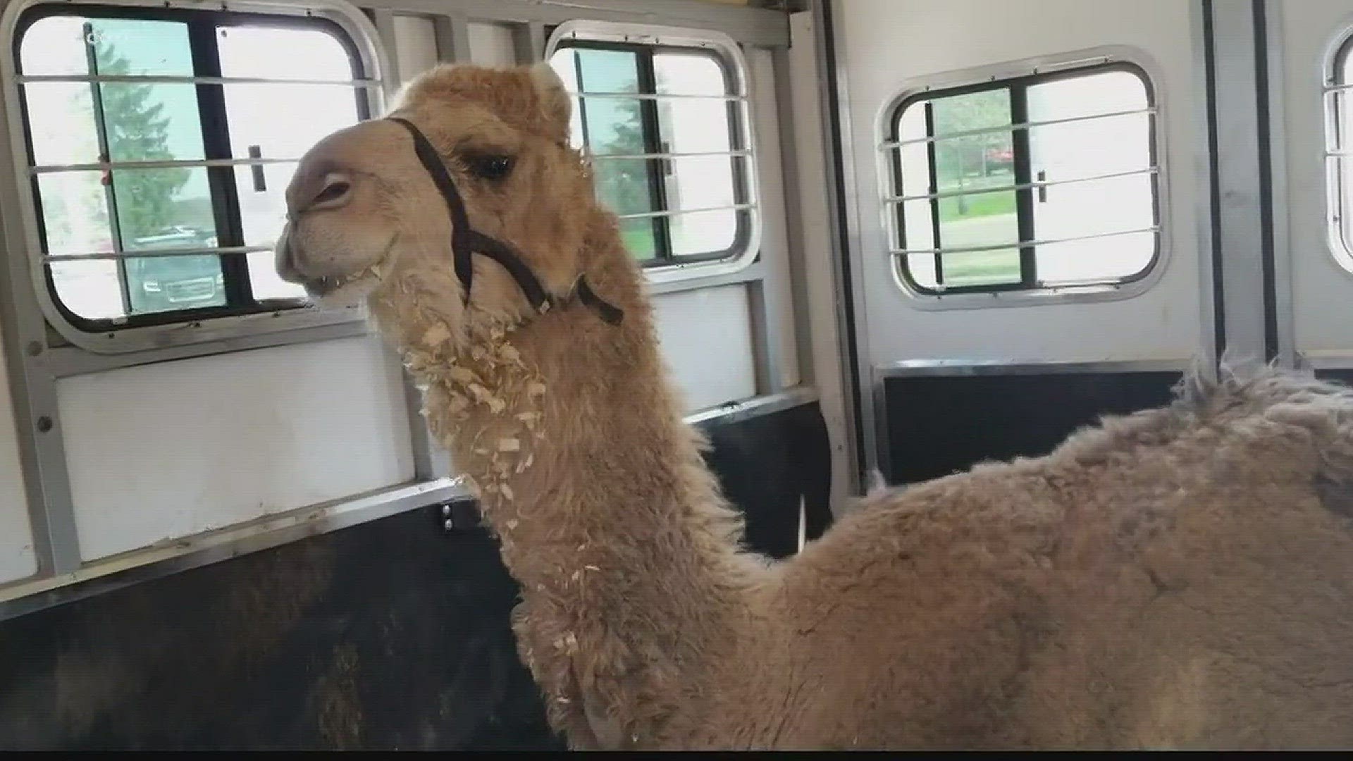 You're probably not expecting to see a camel in Western New York, but Hawk Creek is home to one. Meet Baboo in this week's 2 the Outdoors.