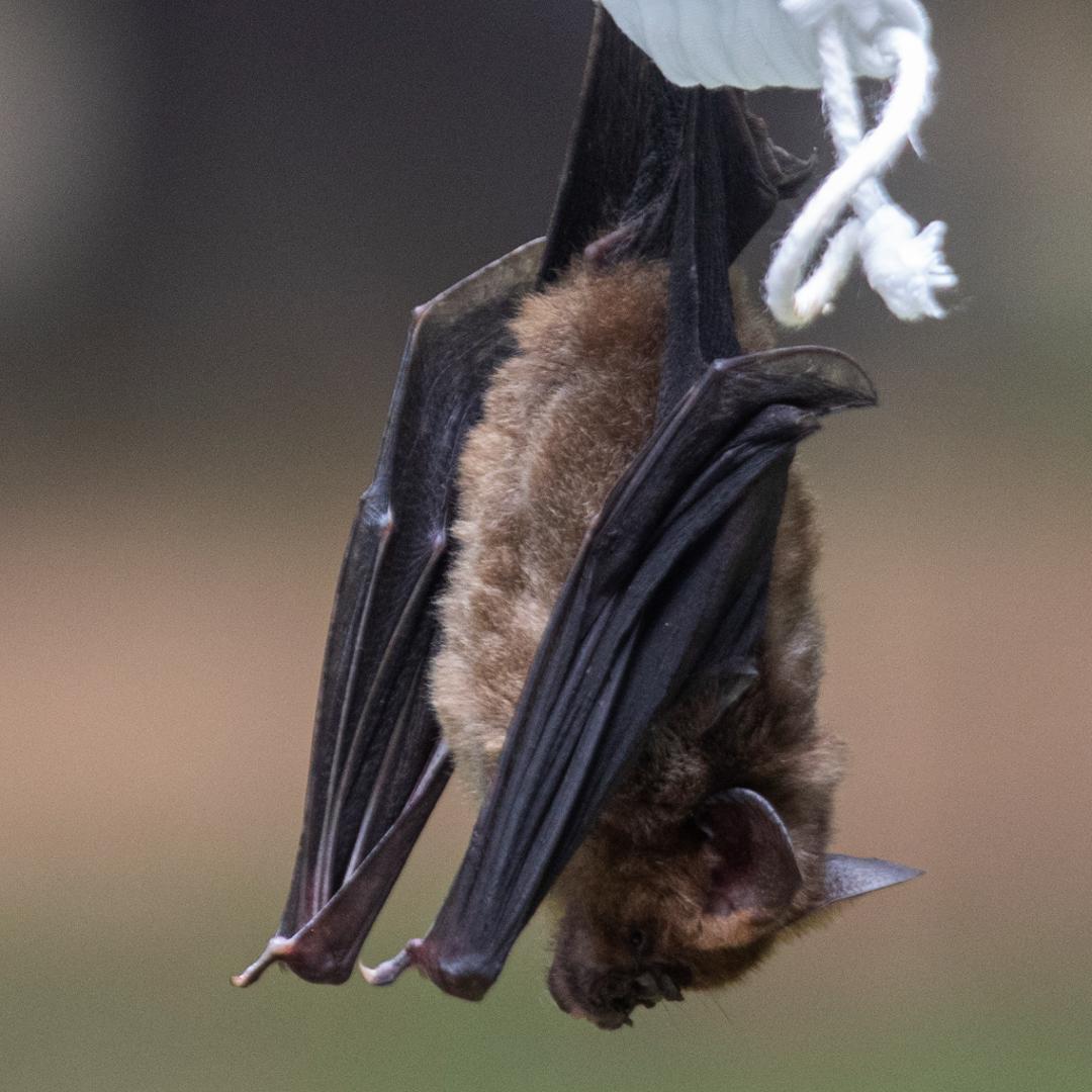 DEC urges New Yorkers to avoid caves during Bat Week | wgrz.com