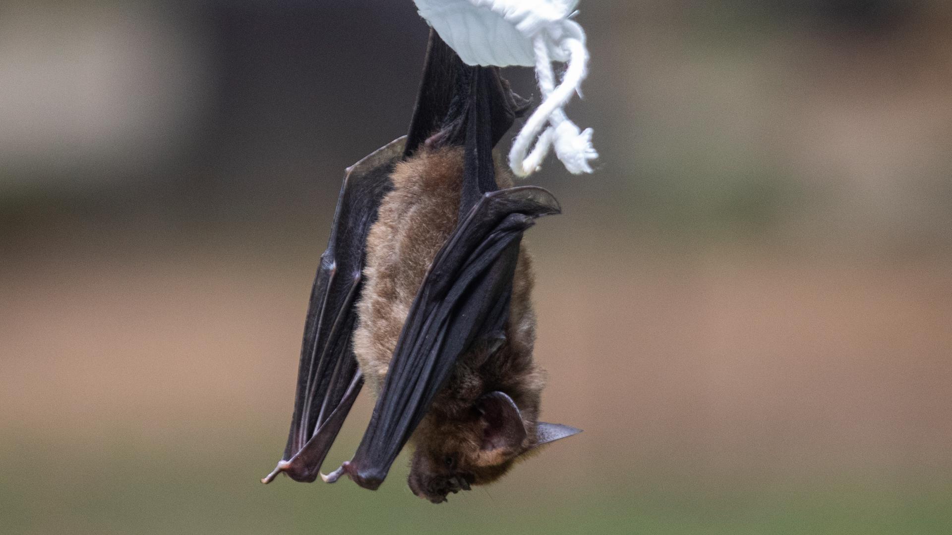 DEC urges New Yorkers to avoid caves during Bat Week | wgrz.com