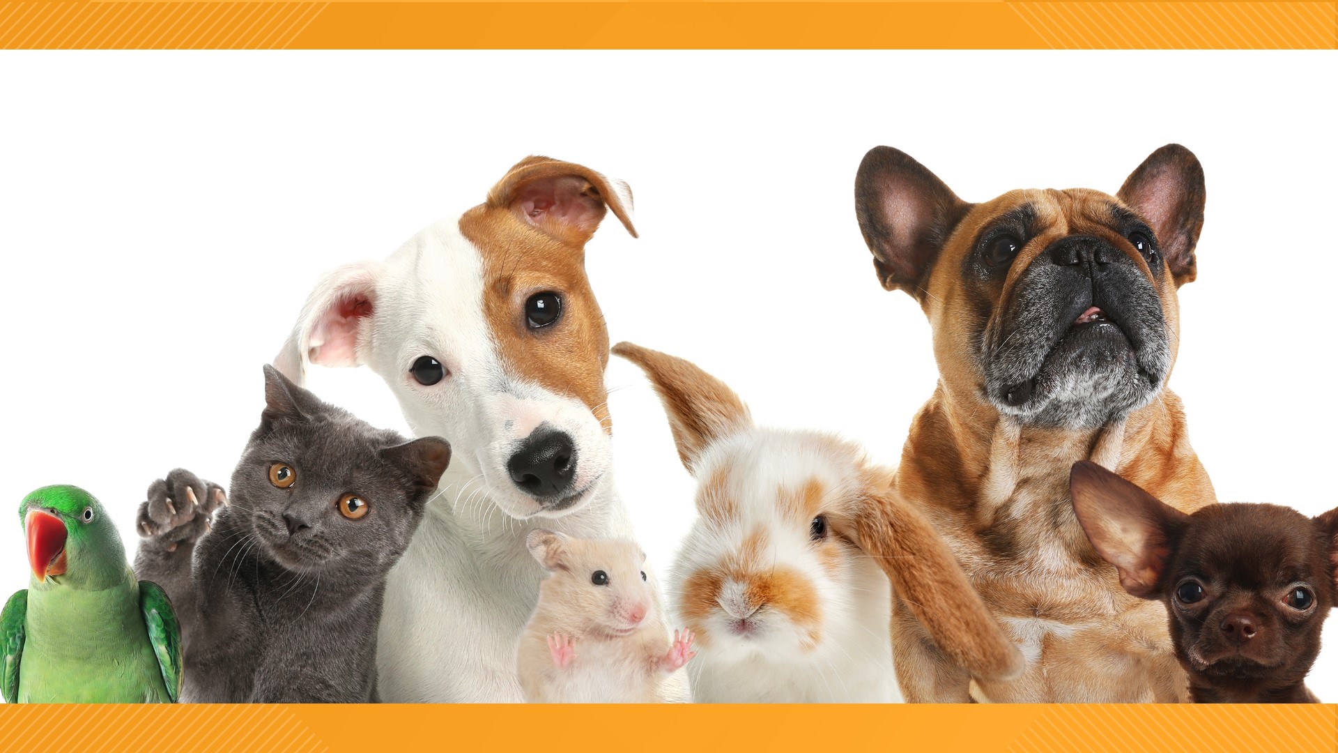 In celebration of National Pet Day, the SPCA serving Erie County is hosting a recycling event Thursday, April 11.