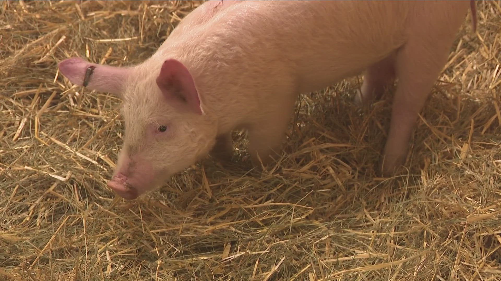 Over 150 farm animals were seen through a broken window at the Cheektowaga home.