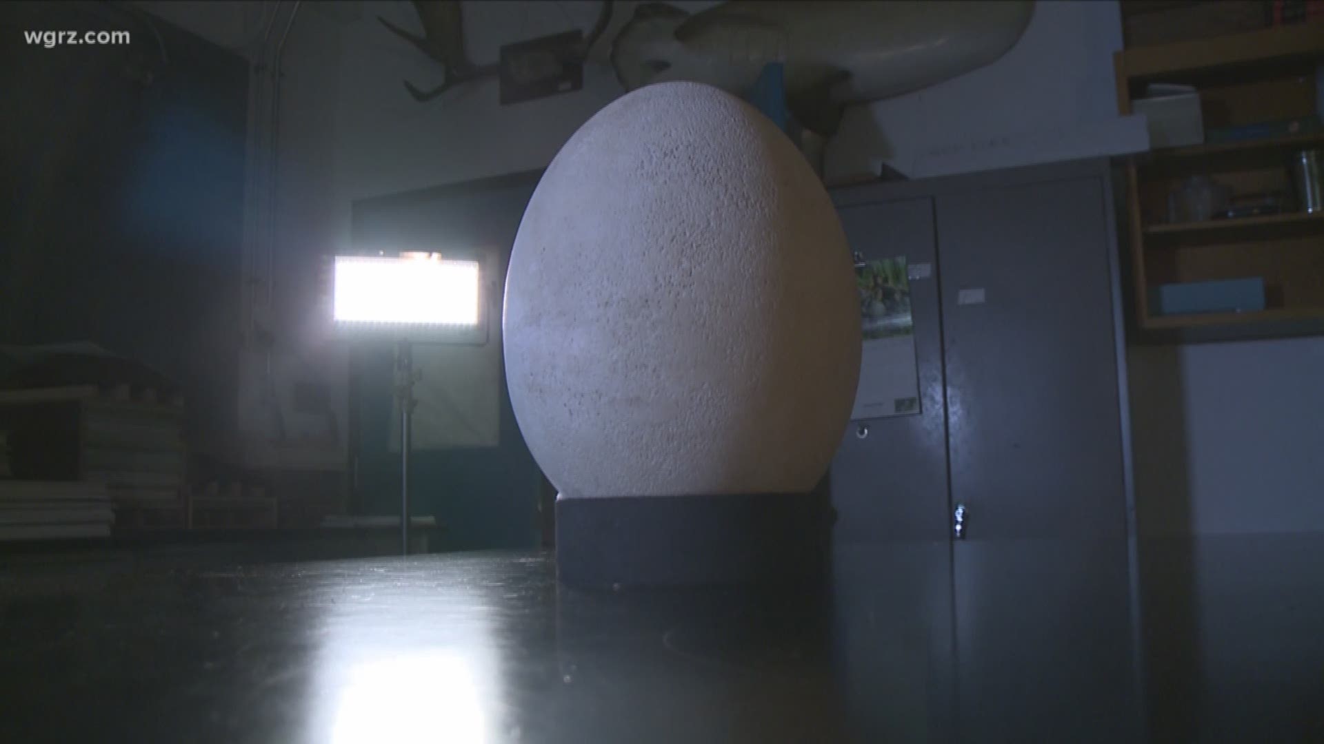 Extinct Elephant Bird Egg Found In Buffalo