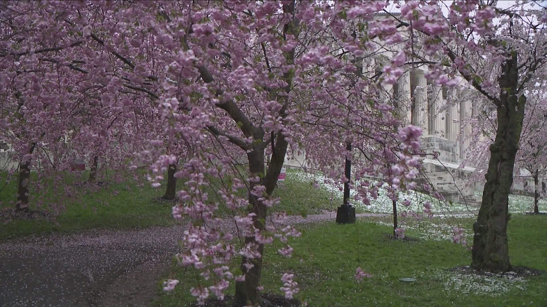 Cherry Blossom Festival to be held April 29-30 at Delaware Park