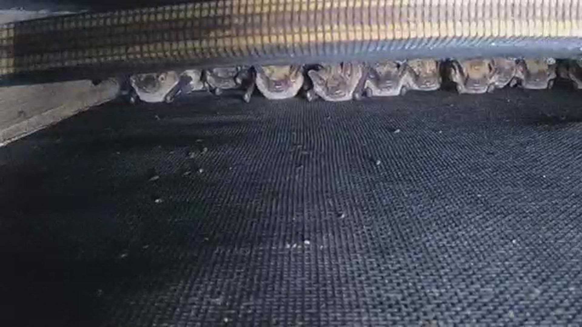Researcher Jonathan Townsend captured these amazing acoustics of a Little Brown Bat.