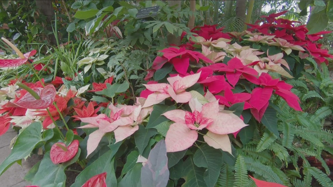 Poinsettia exhibit fills the Botanical Gardens with holiday cheer ...