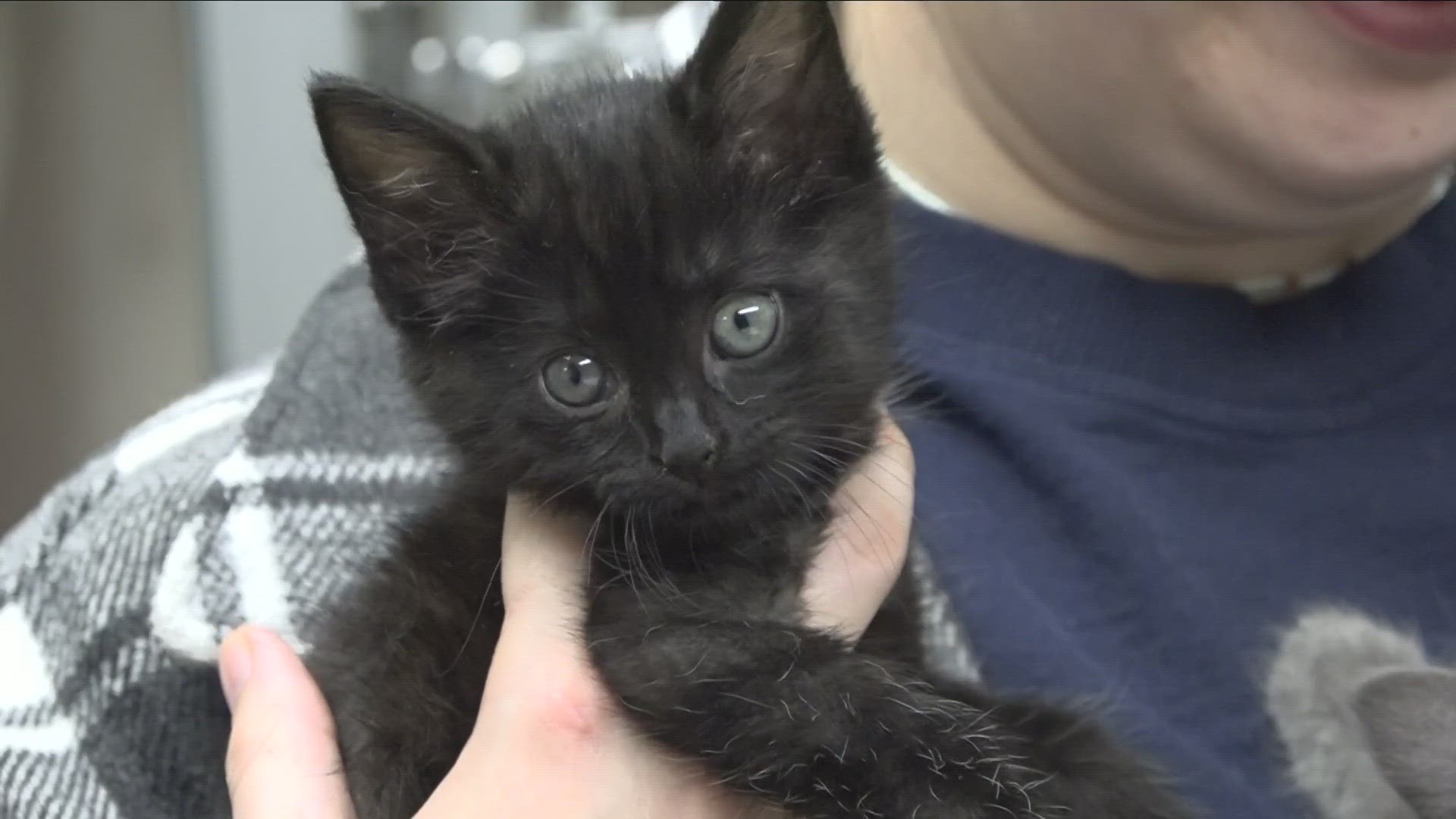 The organization is expecting hundreds of cats and kittens during the season is putting out a plea for foster homes.