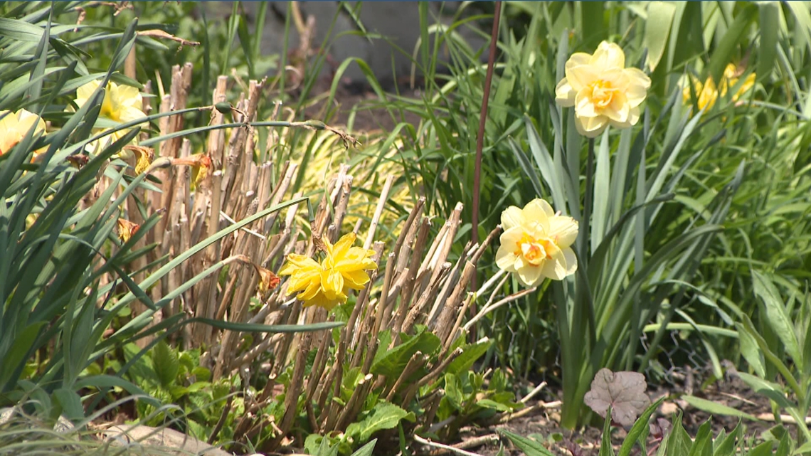Cold Weather In Spring Tips for spring planting in cold temperatures | wgrz.com