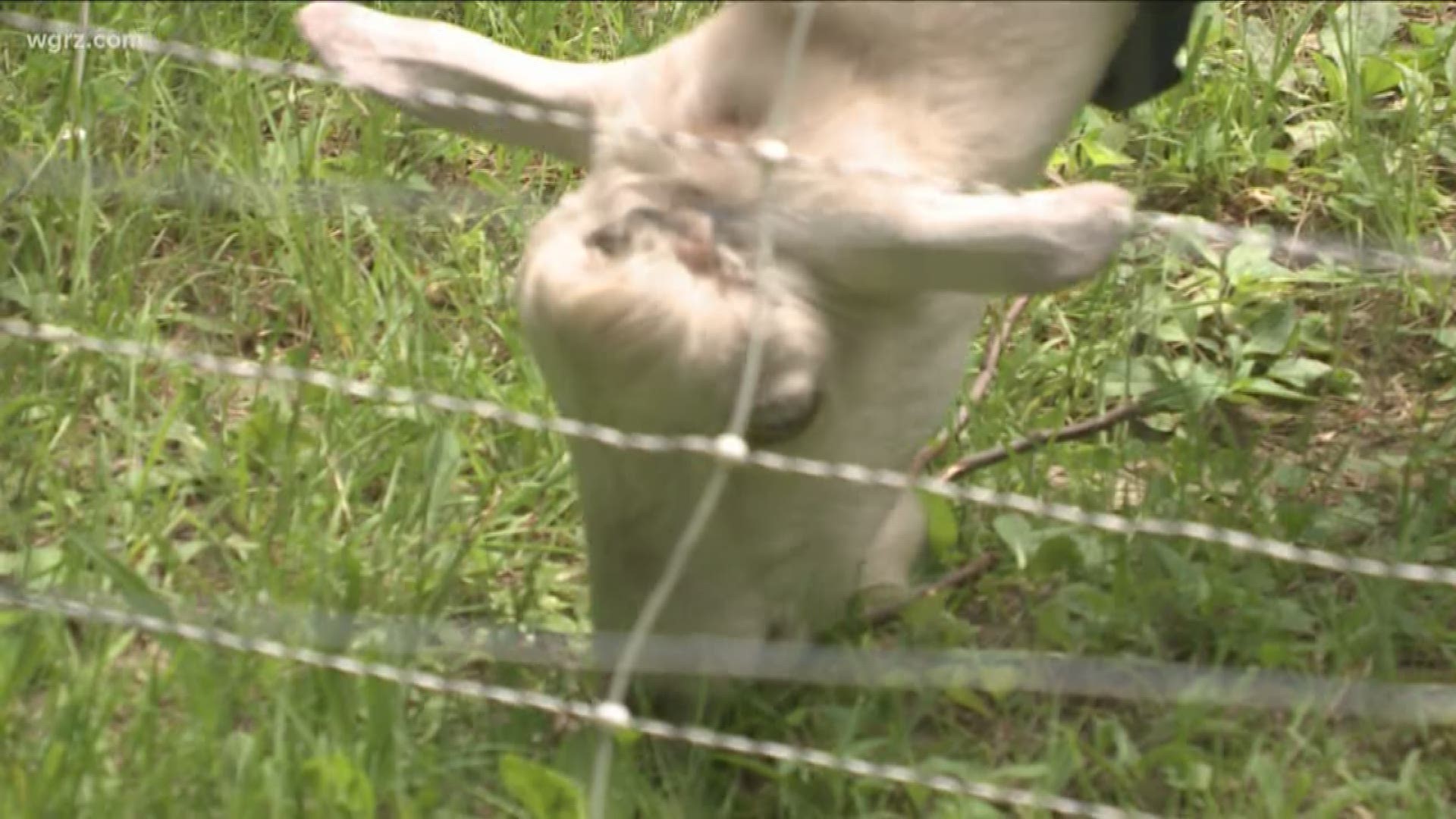 The Goats at "Let's Goat Buffalo" are part of the first of its kind program in Buffalo that's using goats for landscaping!