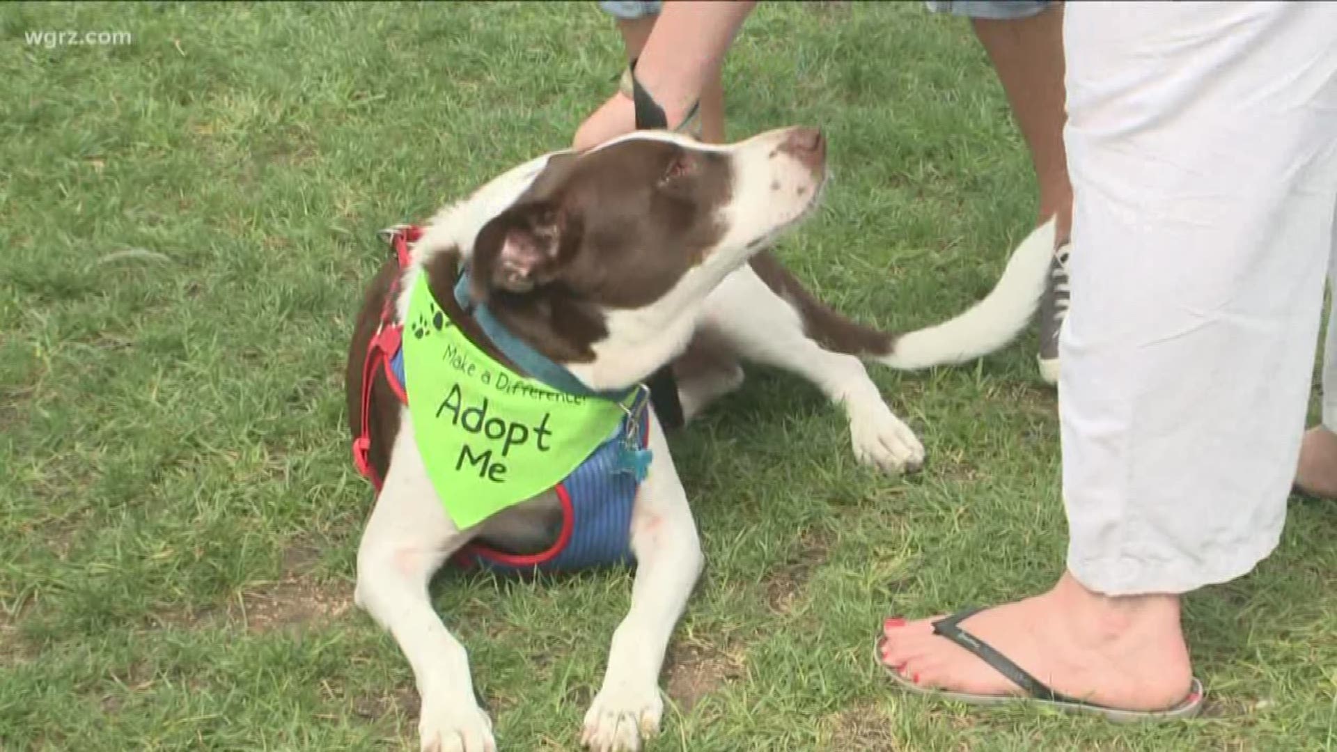 The pet adoption event runs from noon to 4 p.m. in Lancaster.