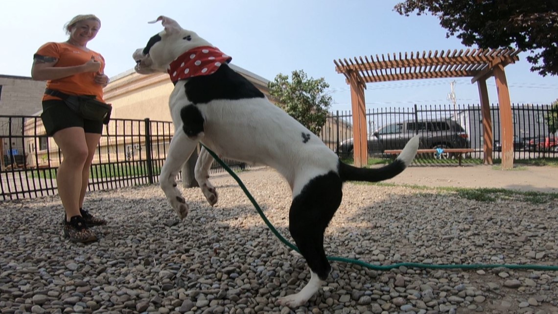City of Buffalo Animal Shelter starts new club on social media to promote some long-term residents - Vimarsana News