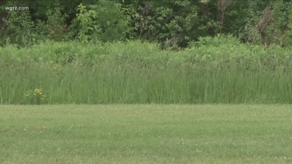 First Weed Pollen Counts Arrive In Western New York Wgrz Com