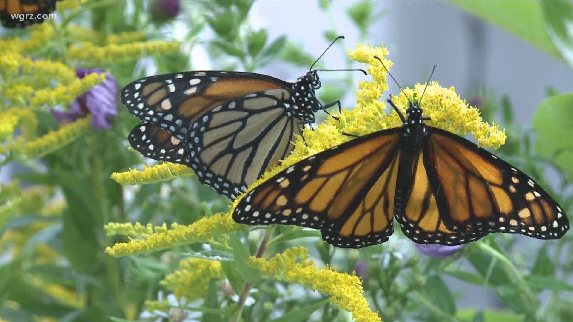 Terry Belke takes us 2 The Outdoors to learn about a creative new butterfly release program.