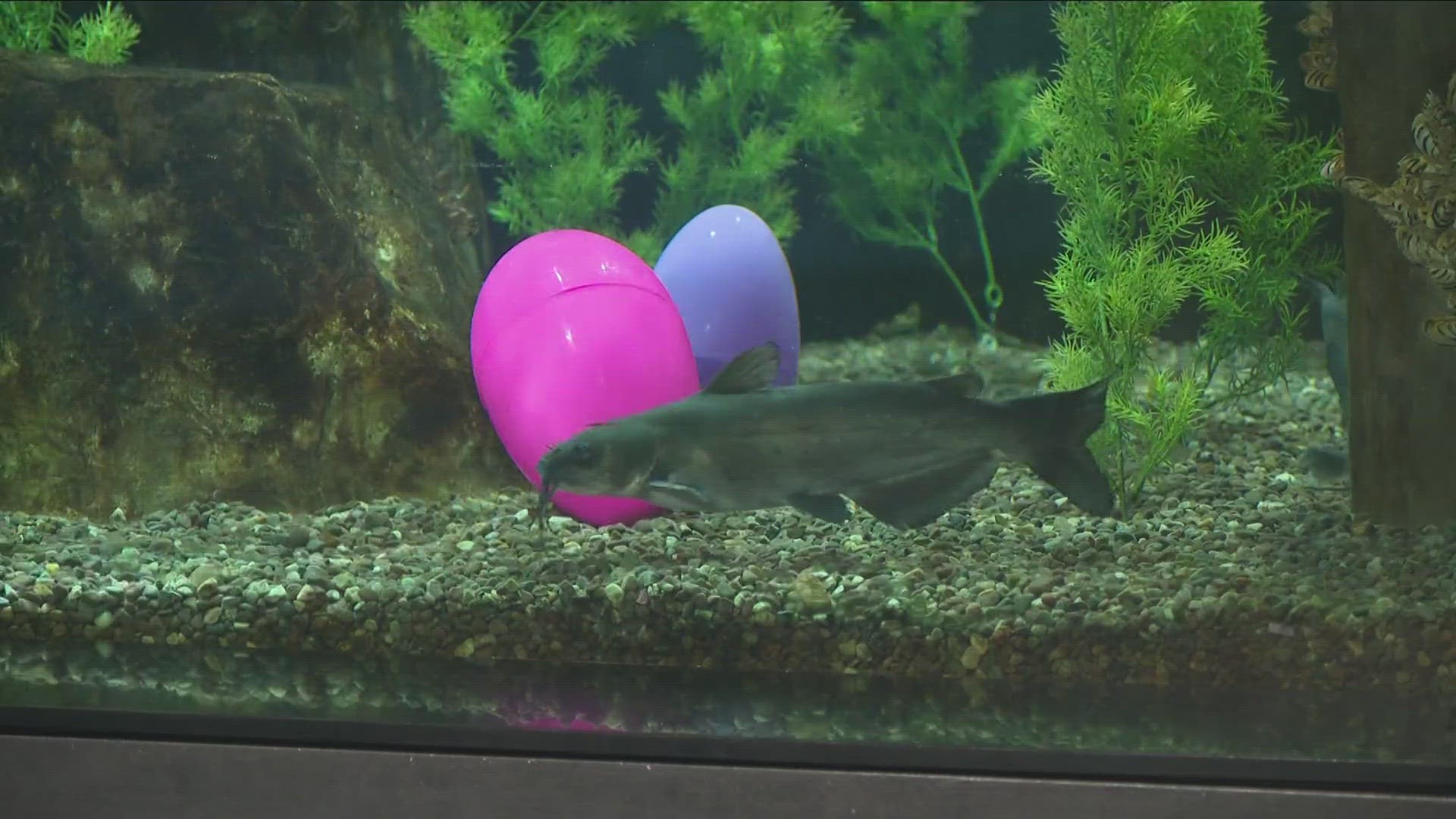 The Aquarium of Niagara is celebrating Easter this weekend with fun filled activities for all.