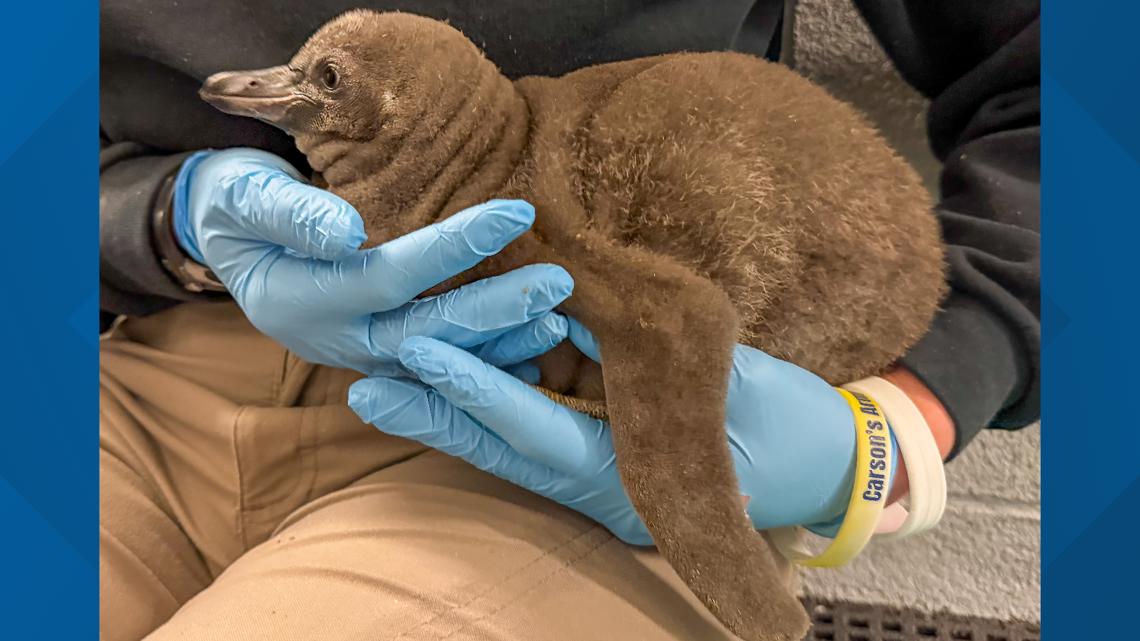Aquarium of Niagara welcomes newborn penguin