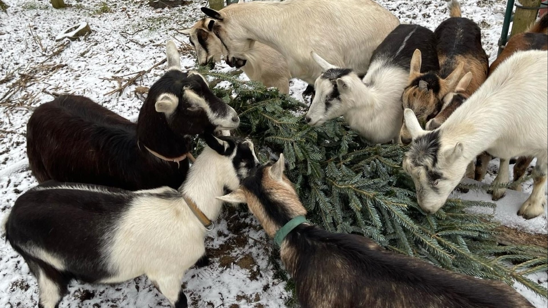 Rather than toss your tree this year, you can donate it to the herd, who believe it or not, find Christmas trees delicious.