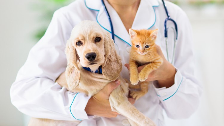 Free rabies vaccination clinics taking place in Chautauqua County