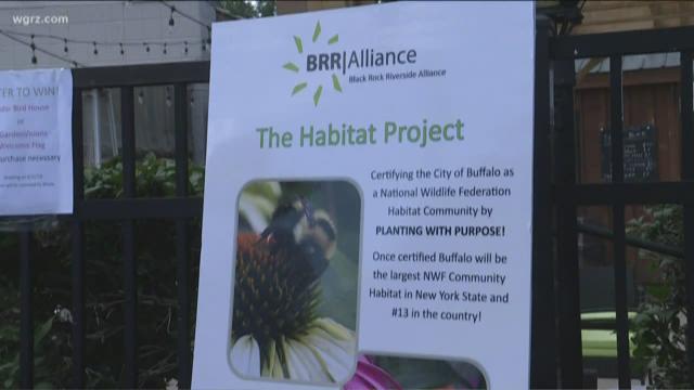Flutterby Festival On Elmwood Showcases Eco Friendly Buffalo