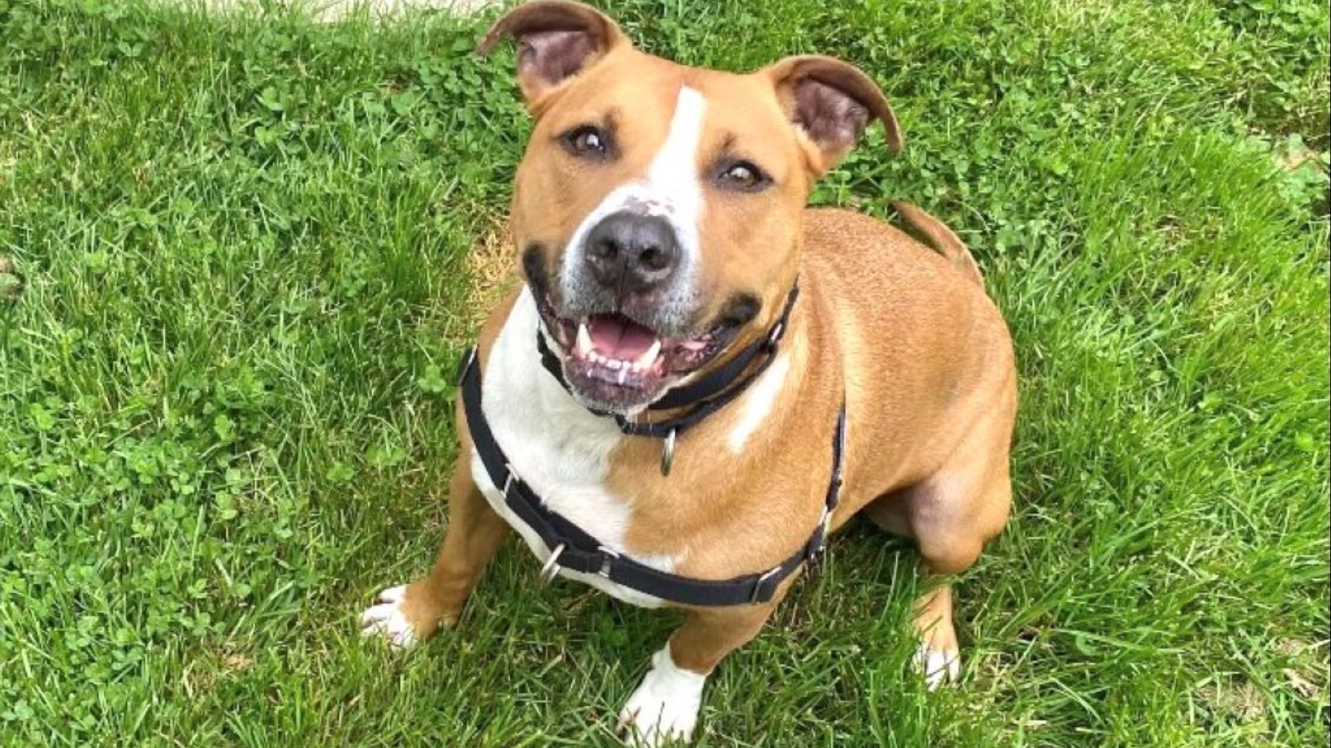 Dog waits years to be adopted in Northeast Ohio: Meet Hershel | wgrz.com