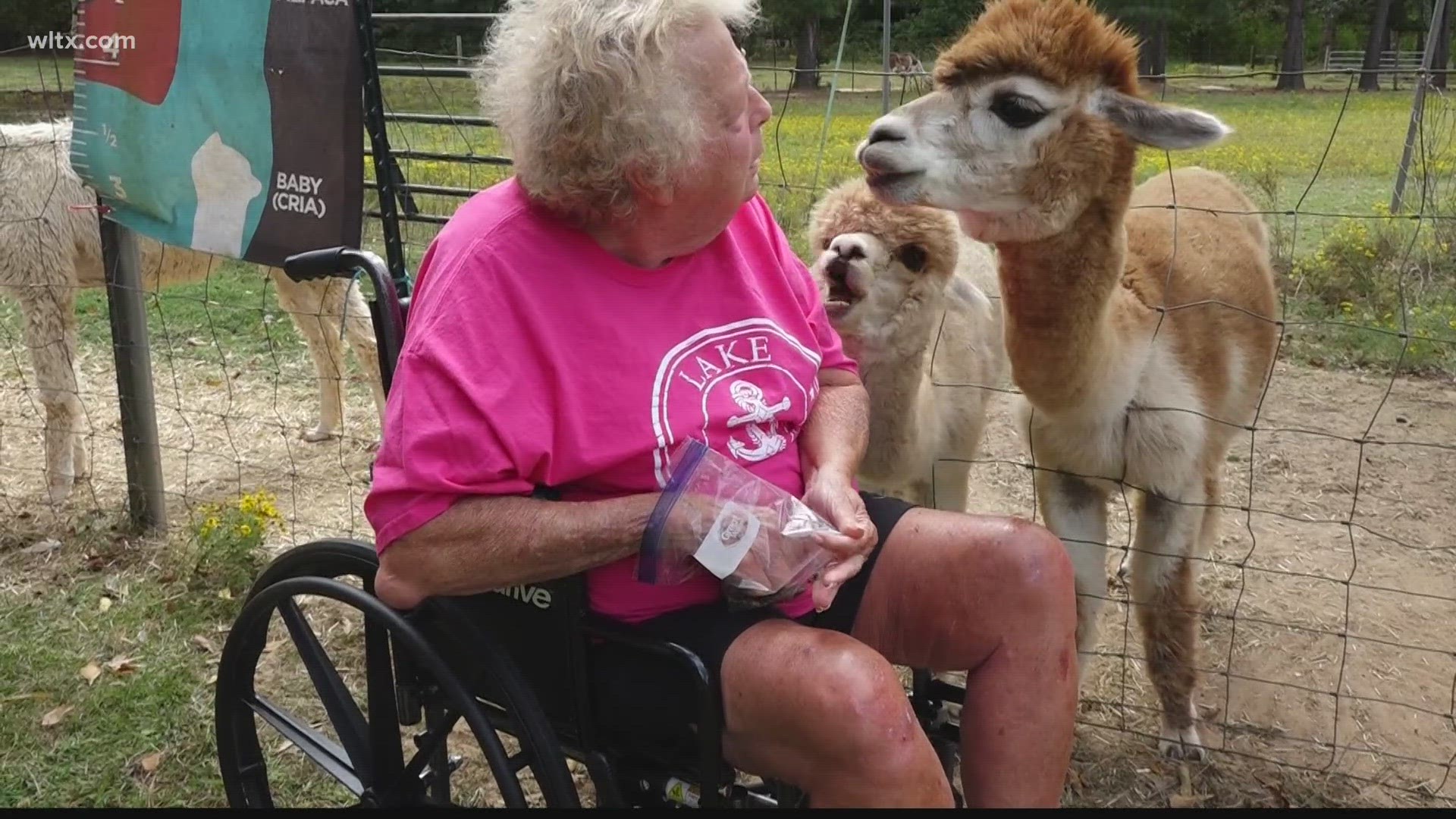 What's the difference between llamas, alpacas? SC farmer explains